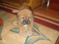 /album/fotogaleria-cezar/dsc00908-jpg/