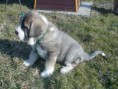 /album/fotogaleria-carter/dsc00941-1-jpg/